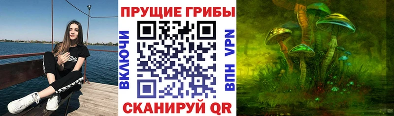 Купить где  Куйбышев  Псилоцибиновые грибы Cubensis 